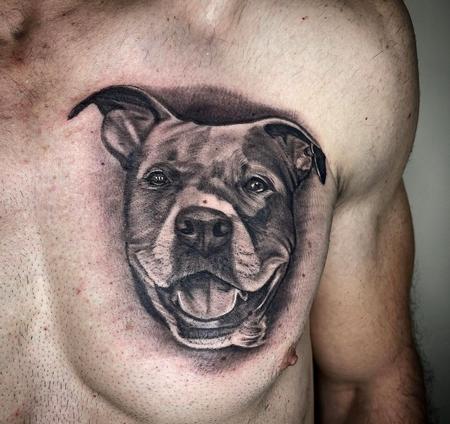 Nature Animal Dog - Dayton Smith Pitbull Portrait